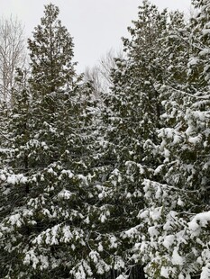 雪覆松林美景