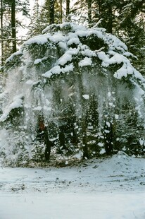 雪覆树木的冬日森林景象