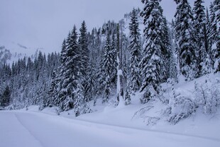 冬日雪覆公路与松林