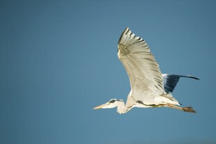 白鹭蓝天展翅飞翔