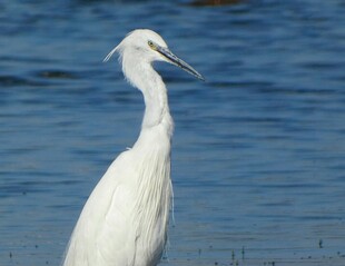 水边伫立的优雅白鹭