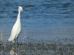 白鹭立于水边湿地