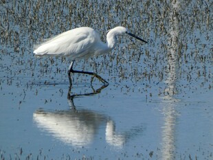 白鹭水中漫步倒影如画