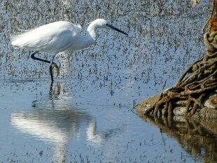 白鹭立于水边倒影之景