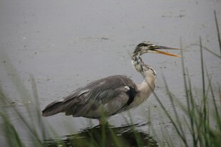 灰鹭立于水边草丛