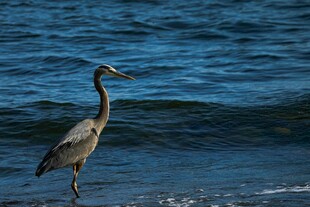 海边伫立的灰鹭