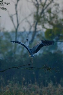 飞翔的鹭鸟于自然间
