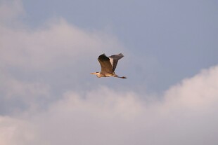 翱翔天际的飞鸟