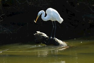 白鹭立于水中木头上