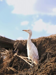 白鹭立于土坡之上