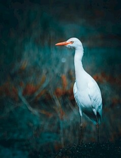 水边伫立的优雅白鹭