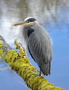 灰鹭栖于覆满青苔的树枝