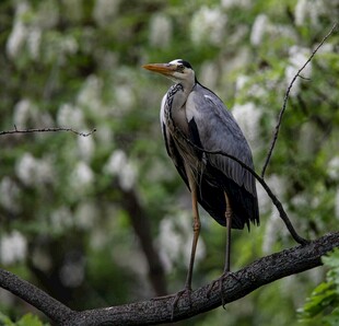 枝头伫立的灰鹭