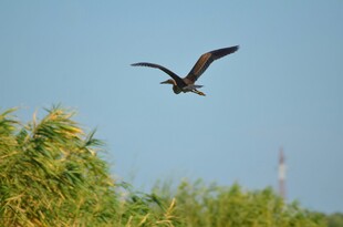 飞鸟掠过葱郁植被