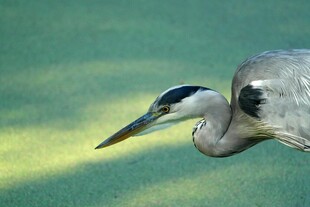 灰鹭低俯身姿特写