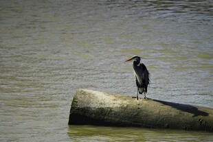 鸬鹚立于水边管道