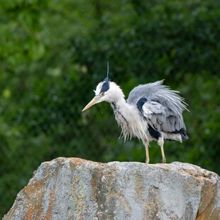 灰鹭立于石上嘴含小鱼
