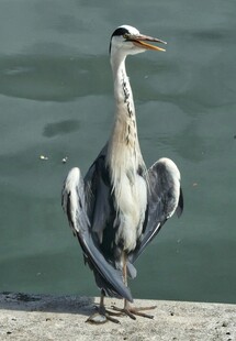 灰鹭展翅立于水边