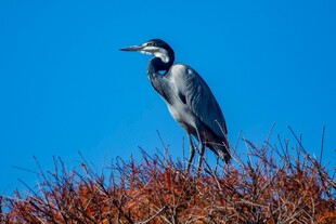 蓝天下伫立的灰鹭