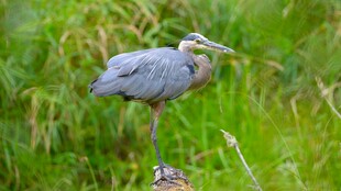 灰鹭立于绿植间