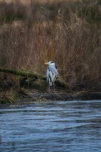 水边白鹭栖息场景