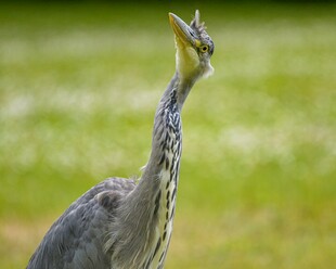 灰鹭仰头望天空