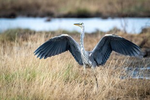 苍鹭于草地间展翅瞬间