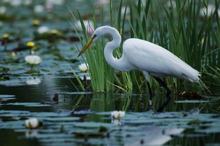 白鹭于荷塘间优雅伫立