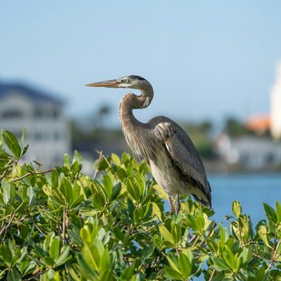 枝头鹭鸟眺望远方景色