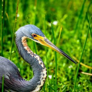 水边长嘴鹭鸟特写