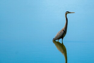 蓝水畔的孤独苍鹭