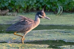 黄苇鳽单脚立于湿地