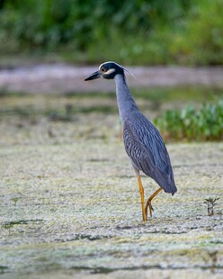 水边行走的夜鹭