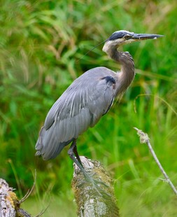 灰鹭立于草丛中