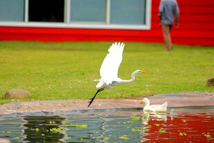 白鹭池塘边展翅欲飞