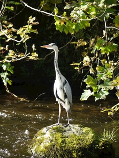 溪边岩石上的苍鹭