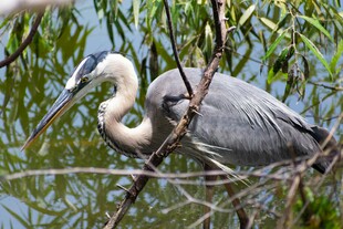 灰鹭栖息于繁茂枝叶间