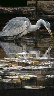 灰鹭于水边专注觅食