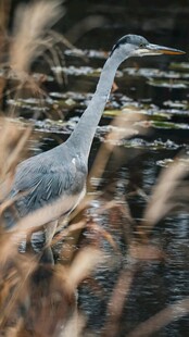 灰鹭立于水边芦苇间