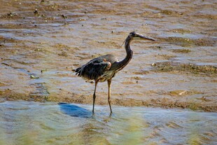 湿地中站立的优雅长脖鸟