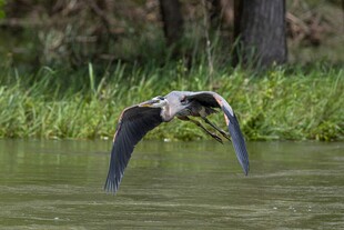灰鹭水面展翅飞翔