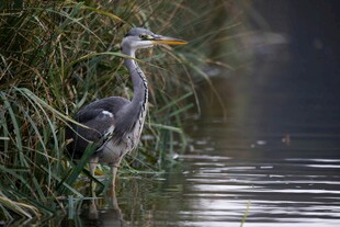 水边灰鹭静立赏景