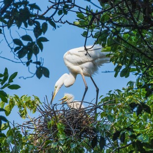 白鹭在巢中育雏的温馨瞬间