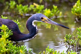 水边觅食的长嘴灰鹭