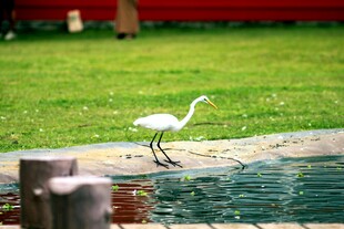 白鹭立于水边绿地