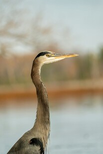 水边伫立的灰鹭