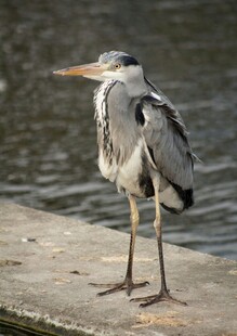 岸边站立的灰鹭