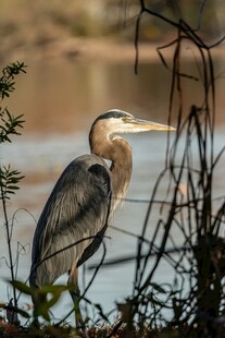 灰鹭立于水边植物间