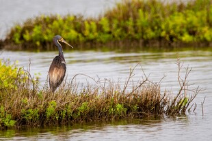 水边栖息的多彩鹭鸟