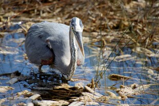 灰鹭于湿地专注觅食